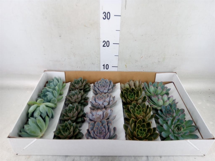 <h4>Echeveria   ...mix</h4>