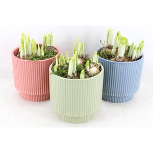 arr4 Narcis RN - Ker. Powdery Pastel