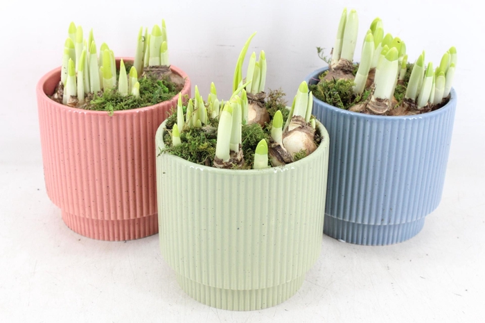 <h4>arr4 Narcis RN - Ker. Powdery Pastel</h4>