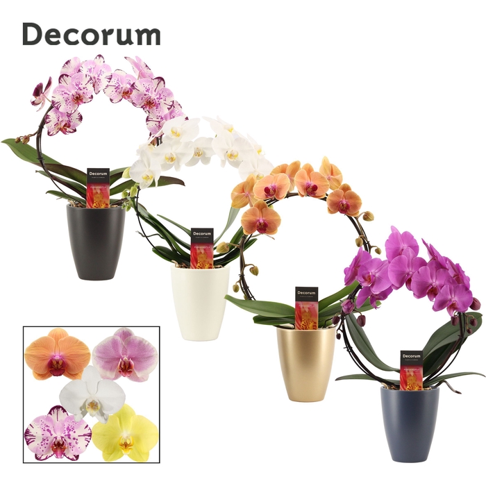 <h4>Phalaenopsis boog mix in Carly (Neo Architect-collection)</h4>