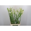 Nerine Like a Virgin Artistiek