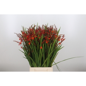 Crocosmia Grbl Overig