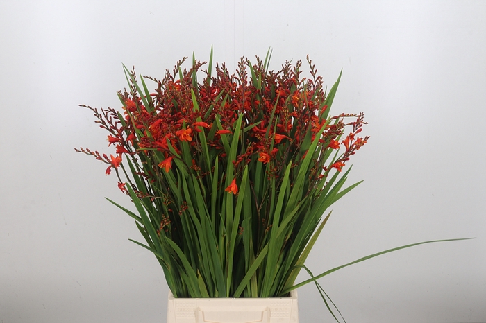 Crocosmia Grbl Overig