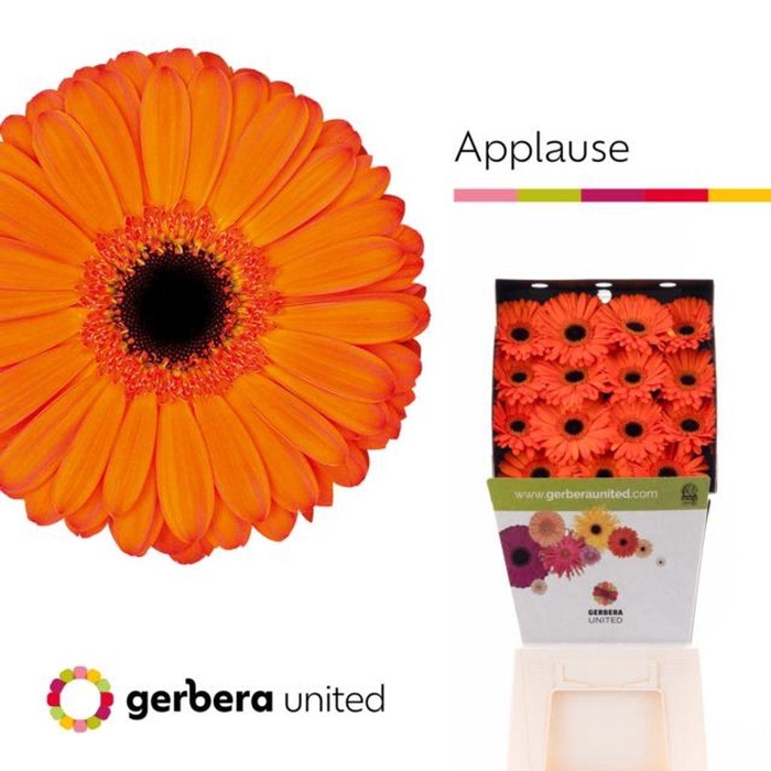 <h4>Gerbera diamond applause</h4>
