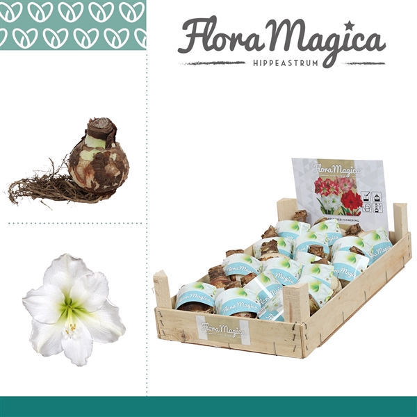 Hippeastrum 28/30 Bulb Wit in Wooden Crate