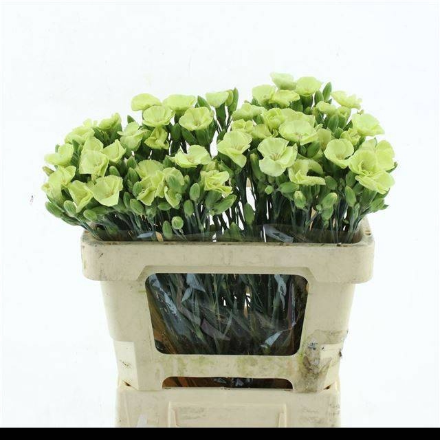<h4>DI TE SYMPLY VERDE</h4>