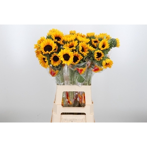 Helian An Orange Fir