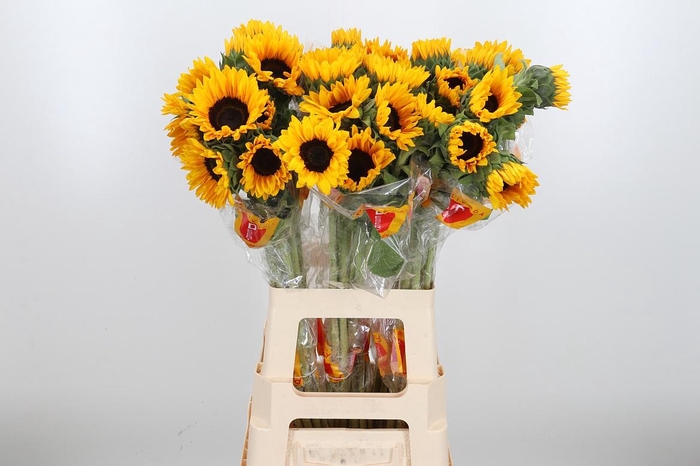 <h4>Helian An Orange Fir</h4>