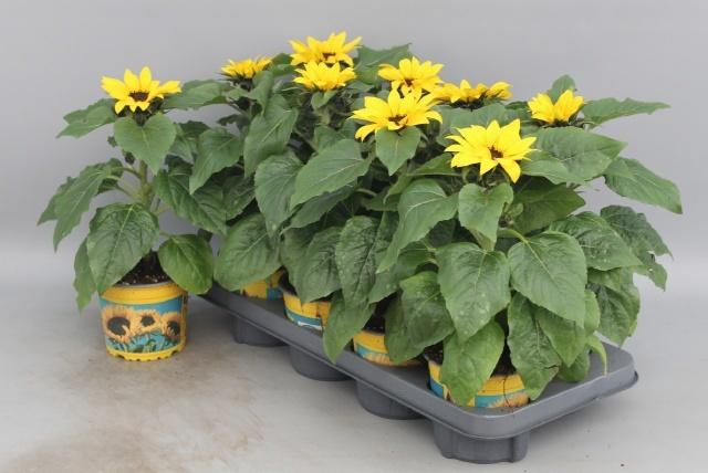 <h4>HELI SUNSATION</h4>