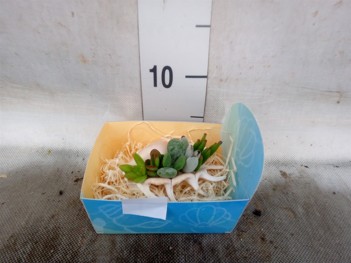 <h4>Planten  ..in schelp L%</h4>