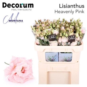 Eust Klb Frumenti Pink