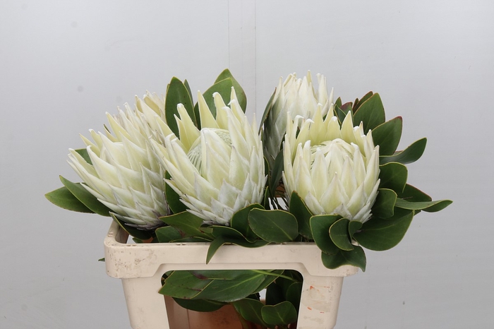 <h4>Protea Cyn. Ayoba Arctic Ice</h4>