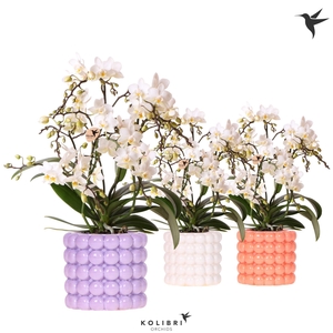 Kolibri Orchids Phalaenopsis Botanic 4 spike in Poppy pot mix