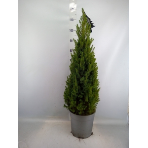 Picea glauca 'Perfecta'