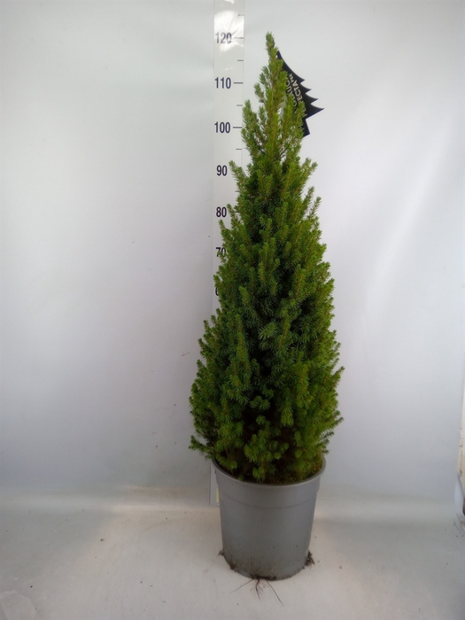 <h4>Picea glauca 'Perfecta'</h4>