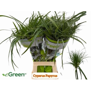 CYPERUS PAPYRUS