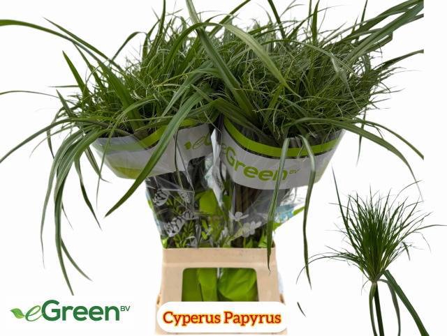 <h4>CYPERUS PAPYRUS</h4>