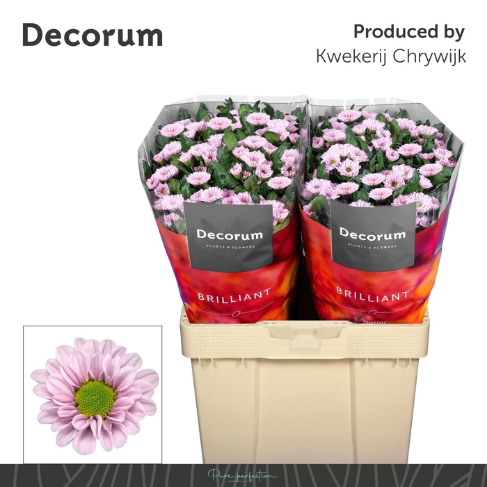 <h4>CHR S FABIANI PEARL</h4>