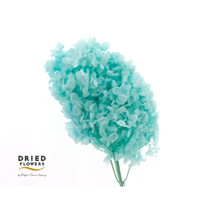 Dried Bleached Hydrangea Tower Tiffany XXL