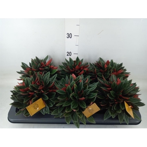 Peperomia caperata 'Rosso'