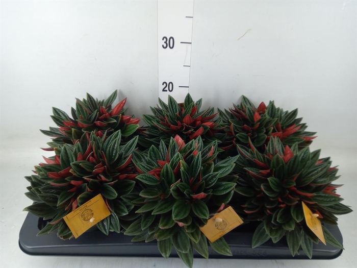 <h4>Peperomia caperata 'Rosso'</h4>