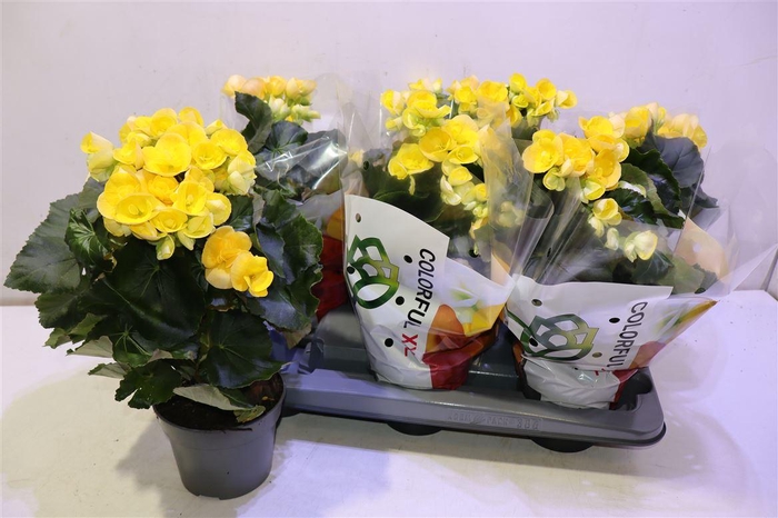 <h4>Beg Hl Nadine</h4>