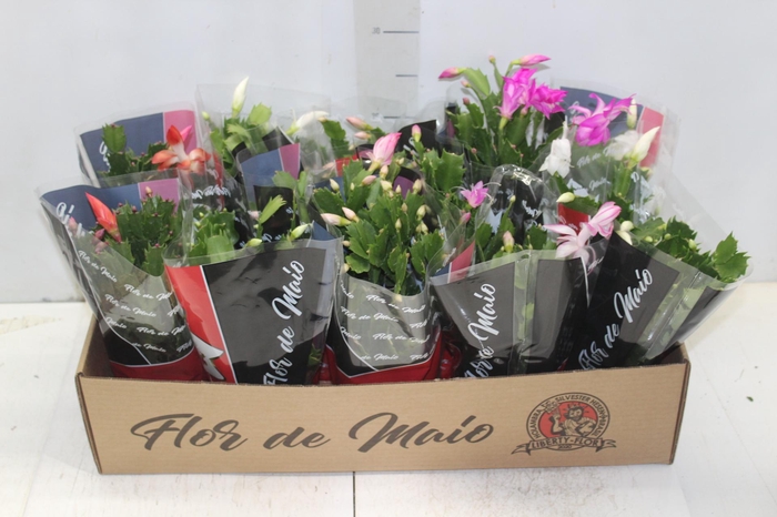 <h4>FLOR DE MAIO P11</h4>