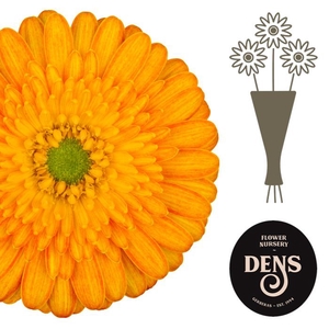 Germini Gizela Water