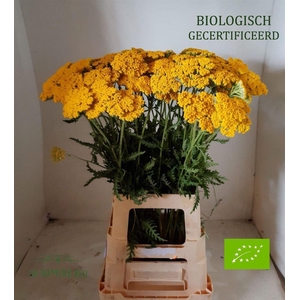 Achillea Coronation Gold