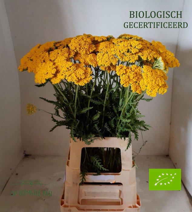 <h4>Achillea Coronation Gold</h4>