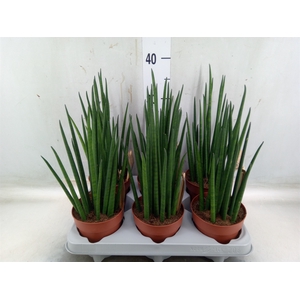 Sansevieria bacularis