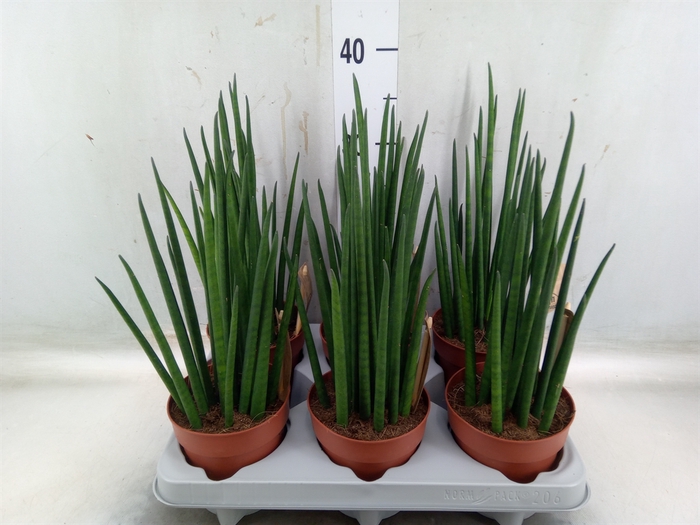 <h4>Sansevieria bacularis</h4>