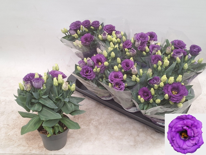 <h4>EUST JULIETTA BLUE</h4>