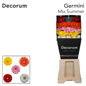 Germini Mix Summer Diamond Per Kaart