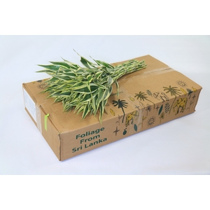 Dracaena Sanderiana White