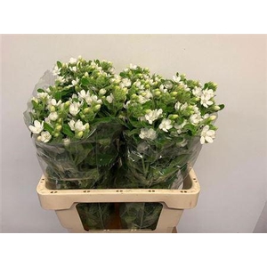 Oxypetalum Perf White Harmony