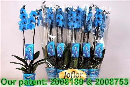 <h4>Phal Blue 2 Branches 18+</h4>