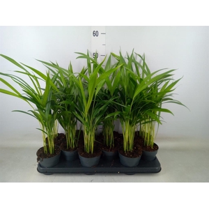 Dypsis lutescens   ...Chrysalidoca