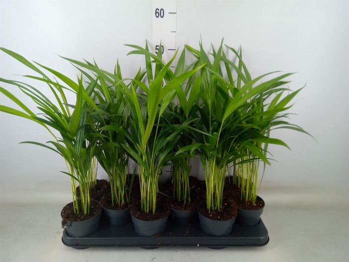 <h4>Dypsis lutescens   ...Chrysalidoca</h4>