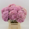 Hydrangea Juliette