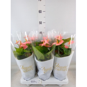 Anthurium andr. 'Spirit'