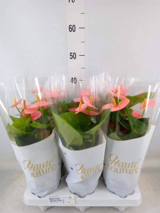 <h4>Anthurium andr. 'Spirit'</h4>