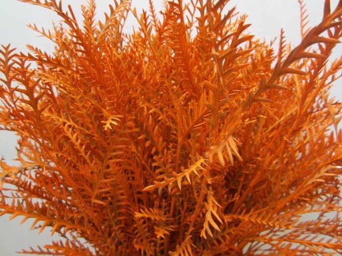 Ivanhoe Oranje