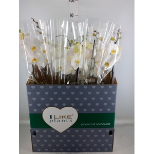 Phalaenopsis   ...white