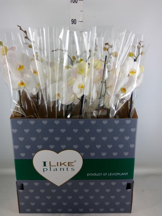 <h4>Phalaenopsis   ...white</h4>