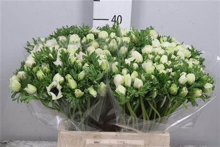 <h4>Anem Co Mar Panda</h4>