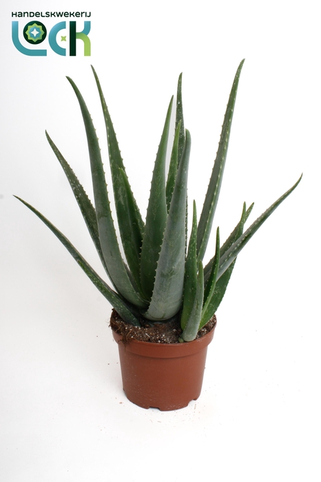 <h4>Aloe Vera</h4>