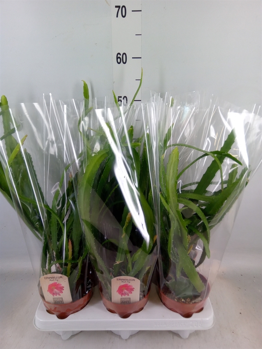 <h4>Epiphyllum   ...</h4>