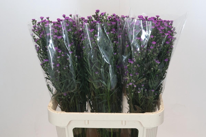 <h4>Aster Baby Pink</h4>