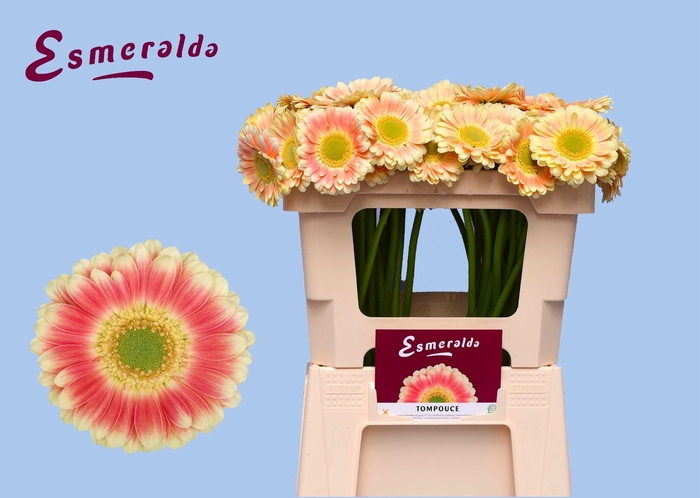 <h4>GE MI TOMPOUCE</h4>